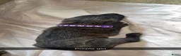 Belgian Shepherd Dog dogs for sale: Belgium malinos cross Dutch Herder puppies  in Wakefield - Advert 8
