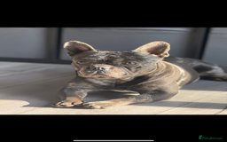 French Bulldog dogs for sale: My gorgeous Enzo  - Image 3