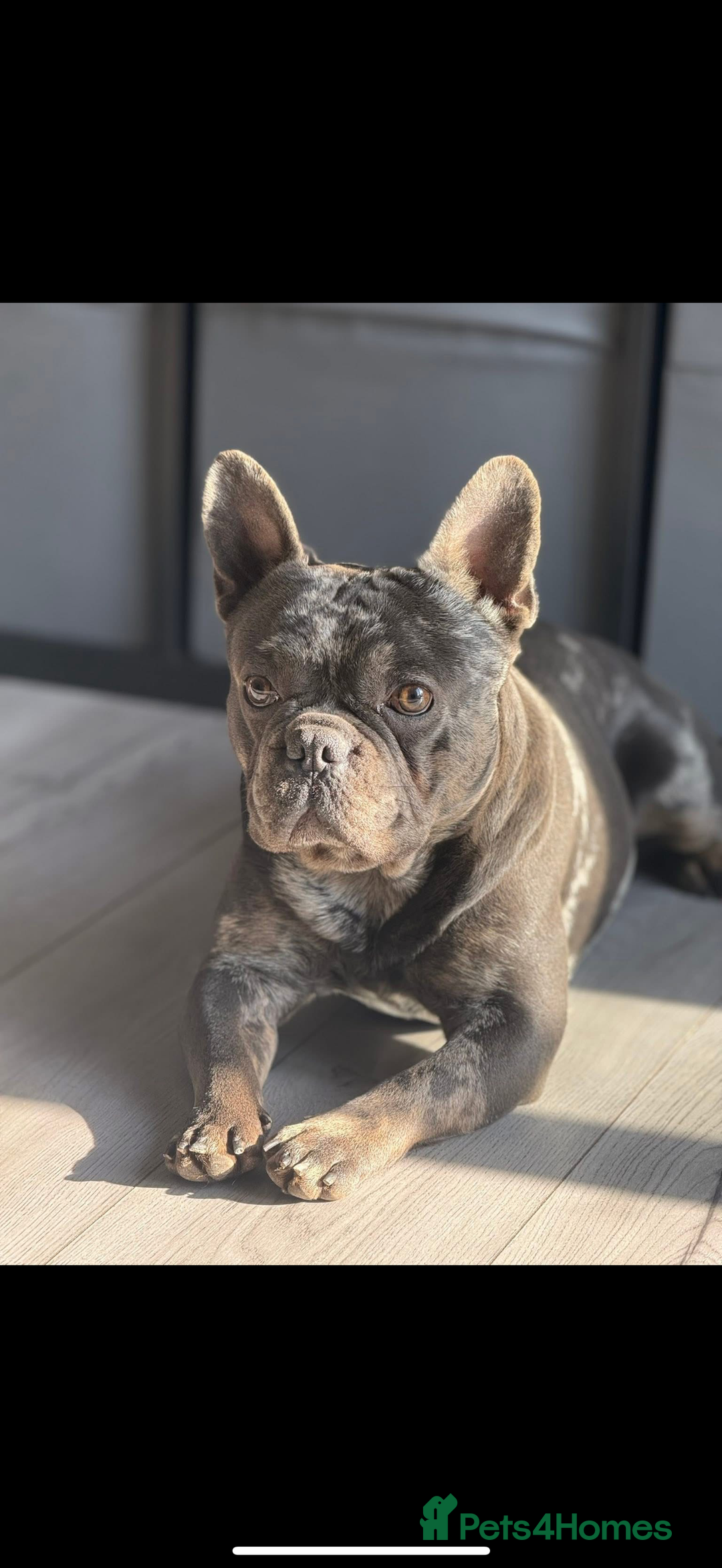 French Bulldog dogs for sale: My gorgeous Enzo  - Image 3