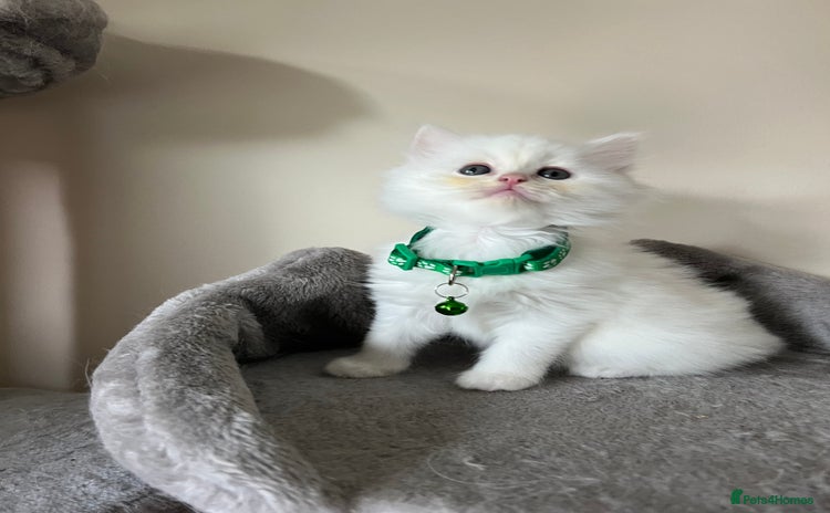Turkish Angora cats for sale - Advert 2