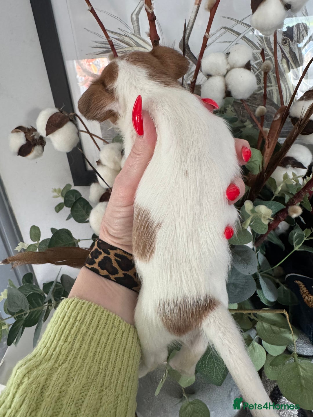 Jack Russell dogs for sale: KC STUNNING ROUGH COATED JACK RUSSELL PUPS  - Image 6