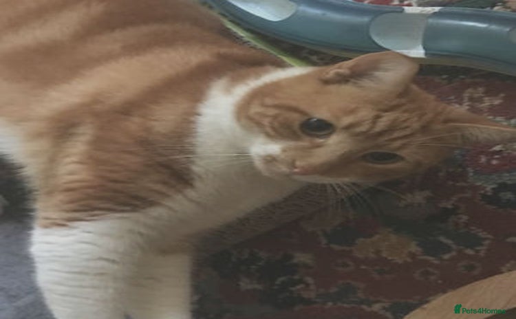 Mixed Breed cats SIMBA - Advert 1