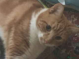 Mixed Breed cats SIMBA - Advert 1