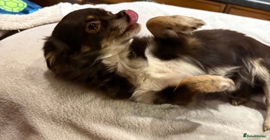 Chihuahua dogs - Advert 6