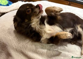 Chihuahua dogs - Advert 6