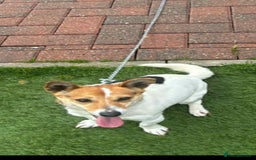 Jack Russell dogs for sale: Jack russle puppy's  - Image 7