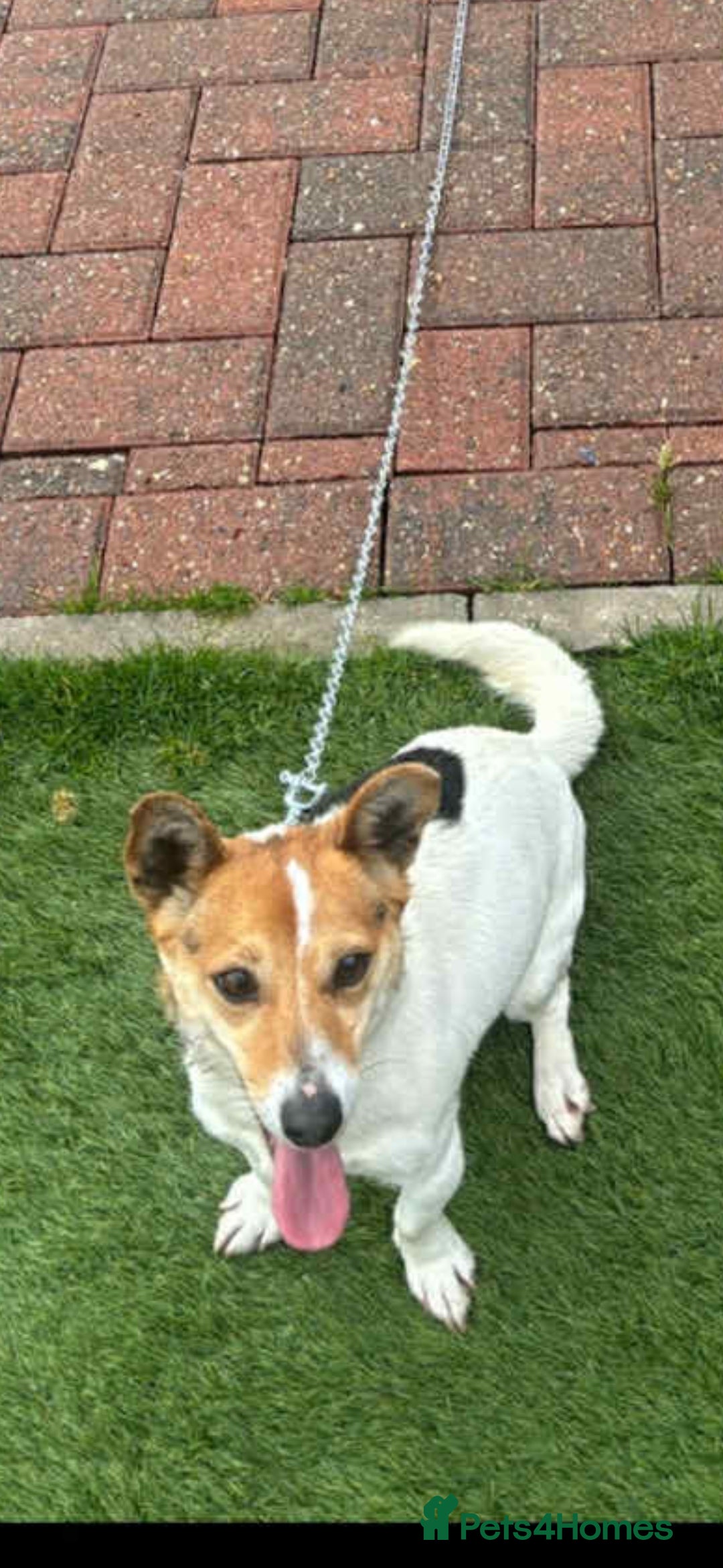 Jack Russell dogs for sale: Jack russle puppy's  - Image 7