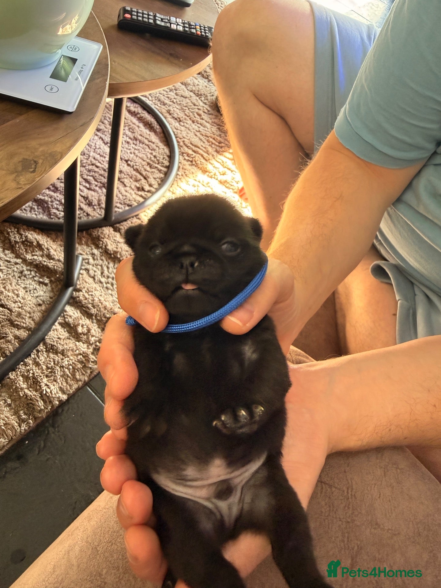 Pug dogs 🐾 **PUG PUPPIES – INTEREST NOW BEING TAKEN 🐾** - Advert 4