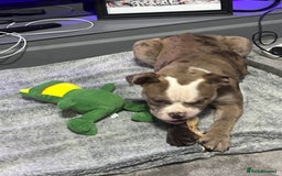 Olde English Bulldogge dogs for sale: Olde English bulldogge Merle female  - Image 7