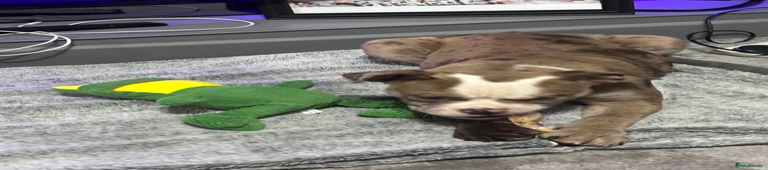 Olde English Bulldogge Puppy 1