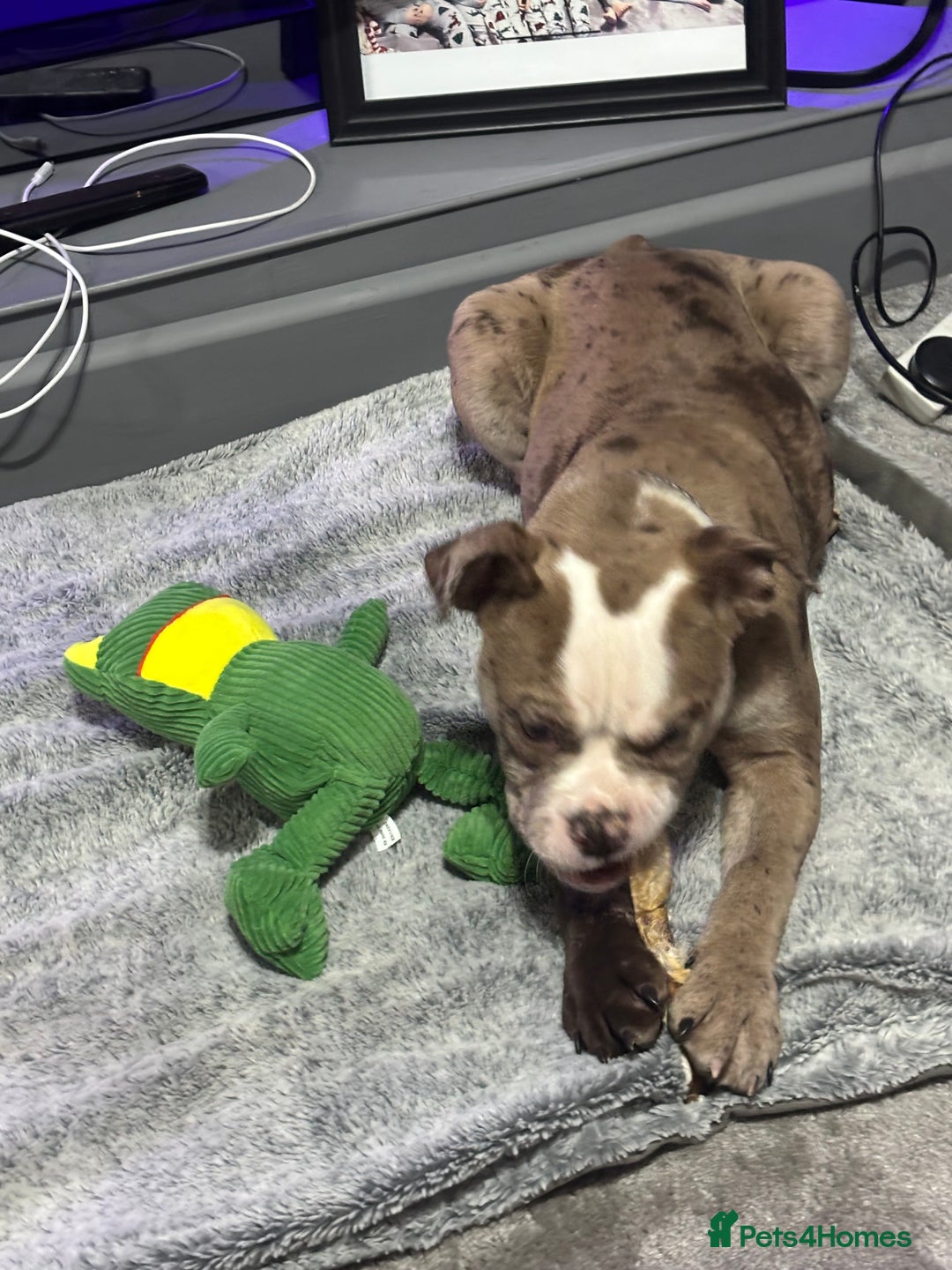 Olde English Bulldogge dogs for sale: Olde English bulldogge Merle female  - Image 7