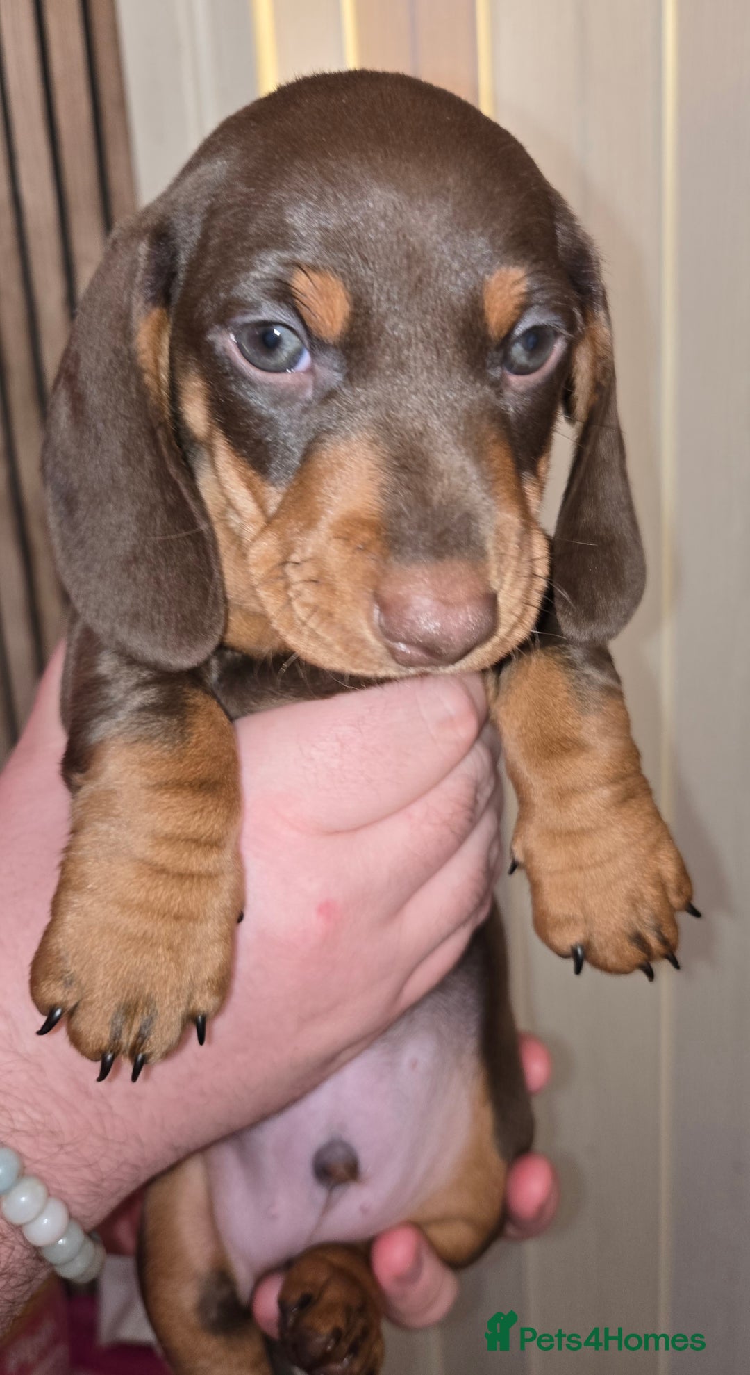 Dachshund dogs for sale: Beautiful KC REG dachshund pups - Advert 9