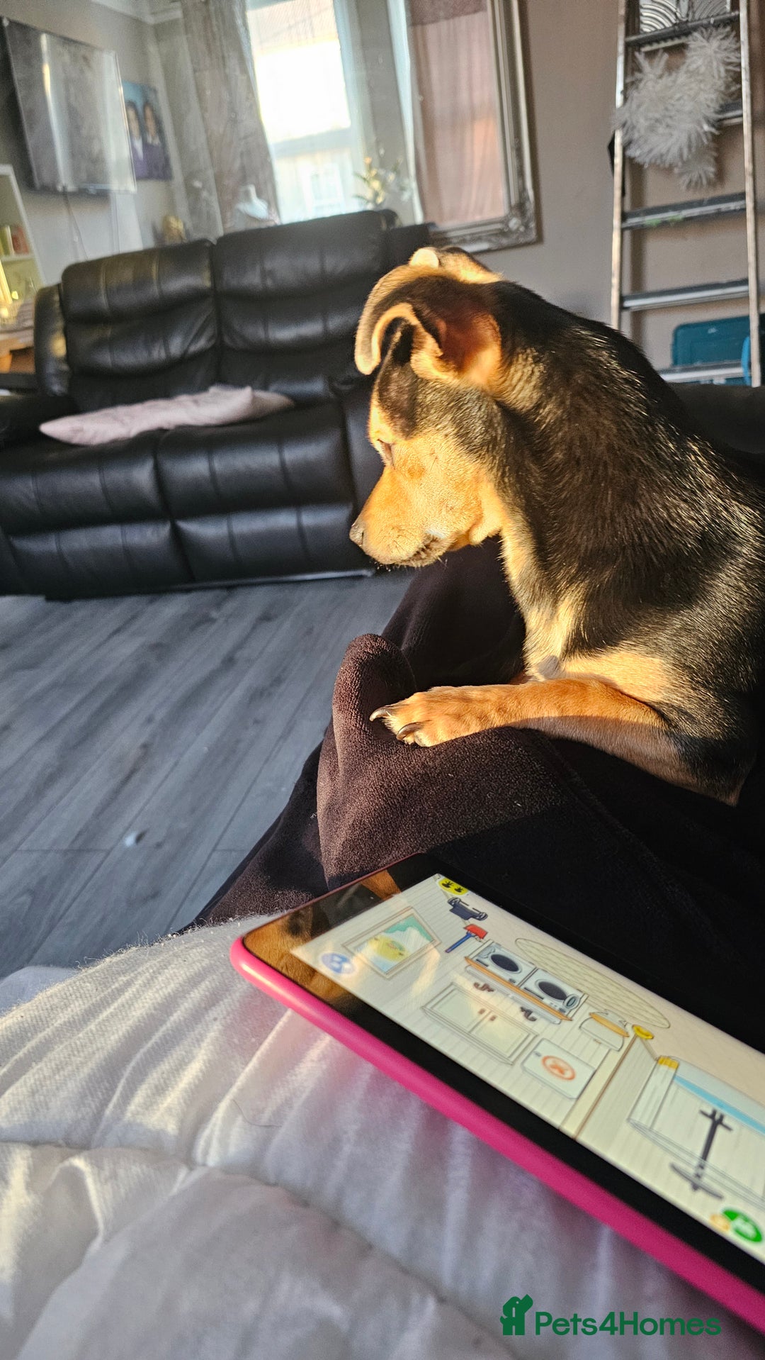 Mixed Breed dogs for sale: 7-Month-Old Jack Chi Puppy – Family Raised - Advert 3