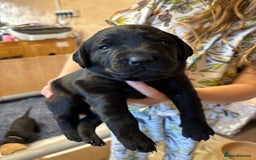Labrador Retriever dogs for sale: Stunning  KC registered Labrador puppies - Image 10