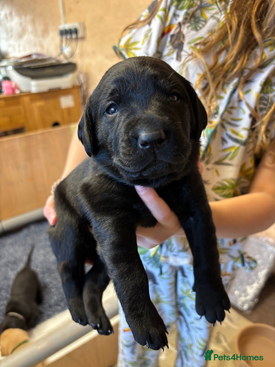 Labrador Retriever dogs for sale: Stunning  KC registered Labrador puppies - Image 10