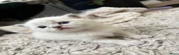 Ragdoll cats for sale: Beautiful ragdoll kittens for sale  - Advert 9