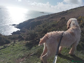 Italian Spinone dogs - Advert 7