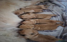 Golden Retriever dogs for sale: Incredible KC registered Field Golden retrievers  - Image 5