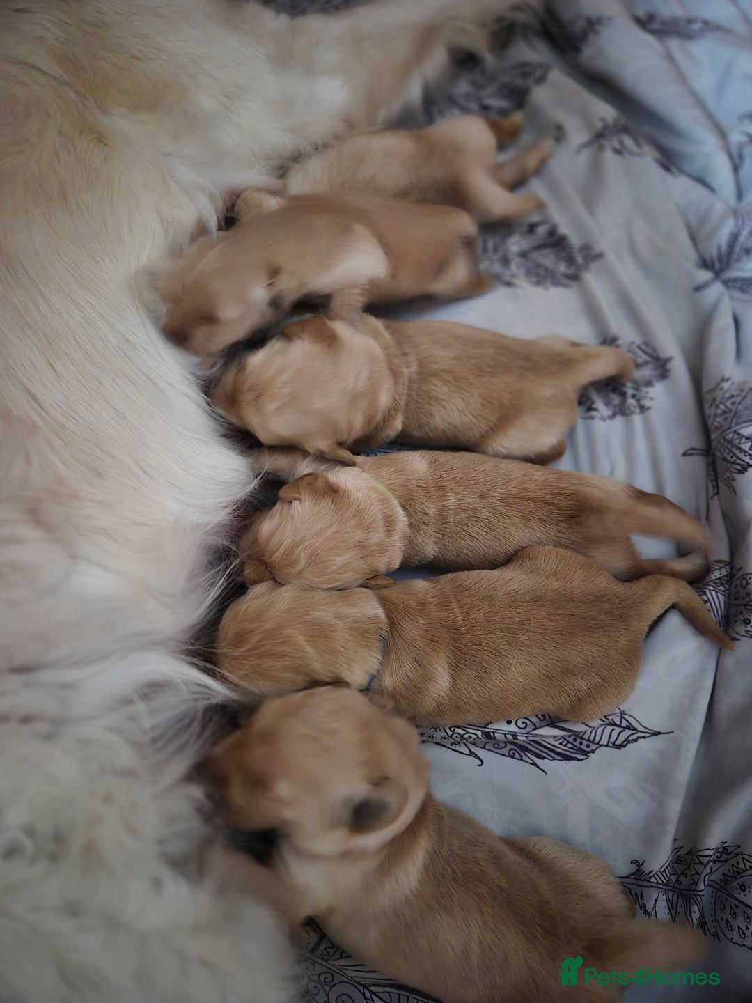 Golden Retriever dogs for sale: Incredible KC registered Field Golden retrievers  - Image 5