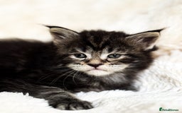 Maine Coon cats for stud: PROVEN/DNA CLEAR GCCF/TICA KING-SIZE STUD  in Dunfermline - Image 12