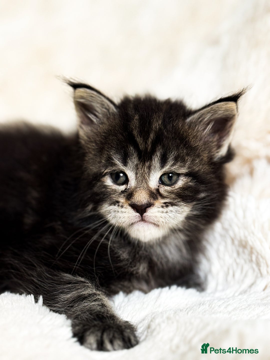 Maine Coon cats for stud: PROVEN/DNA CLEAR GCCF/TICA KING-SIZE STUD  in Dunfermline - Image 12
