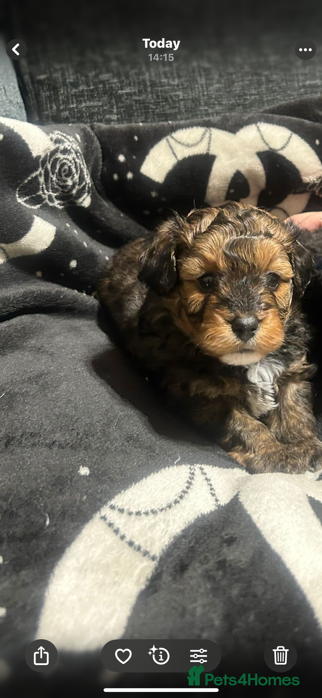Pomapoo dogs for sale: Beautiful Pomapoo boys - Image 3