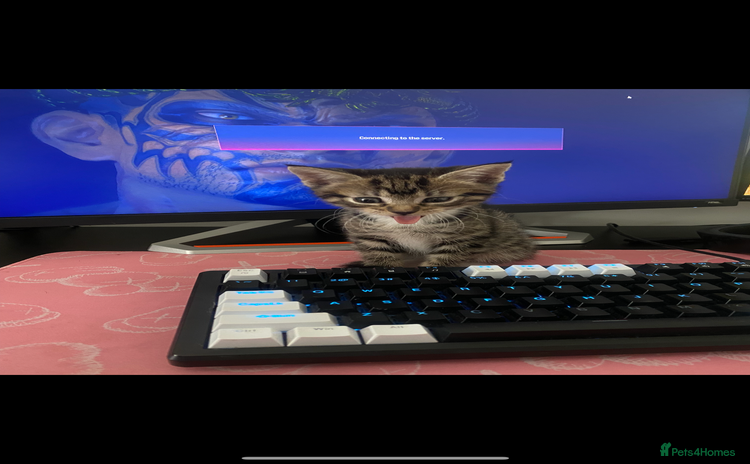 American Shorthair cats - Advert 1