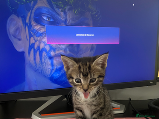 American Shorthair cats - Advert 6