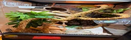Gecko reptiles for sale: Young Crested gecko and full set up - Advert 5
