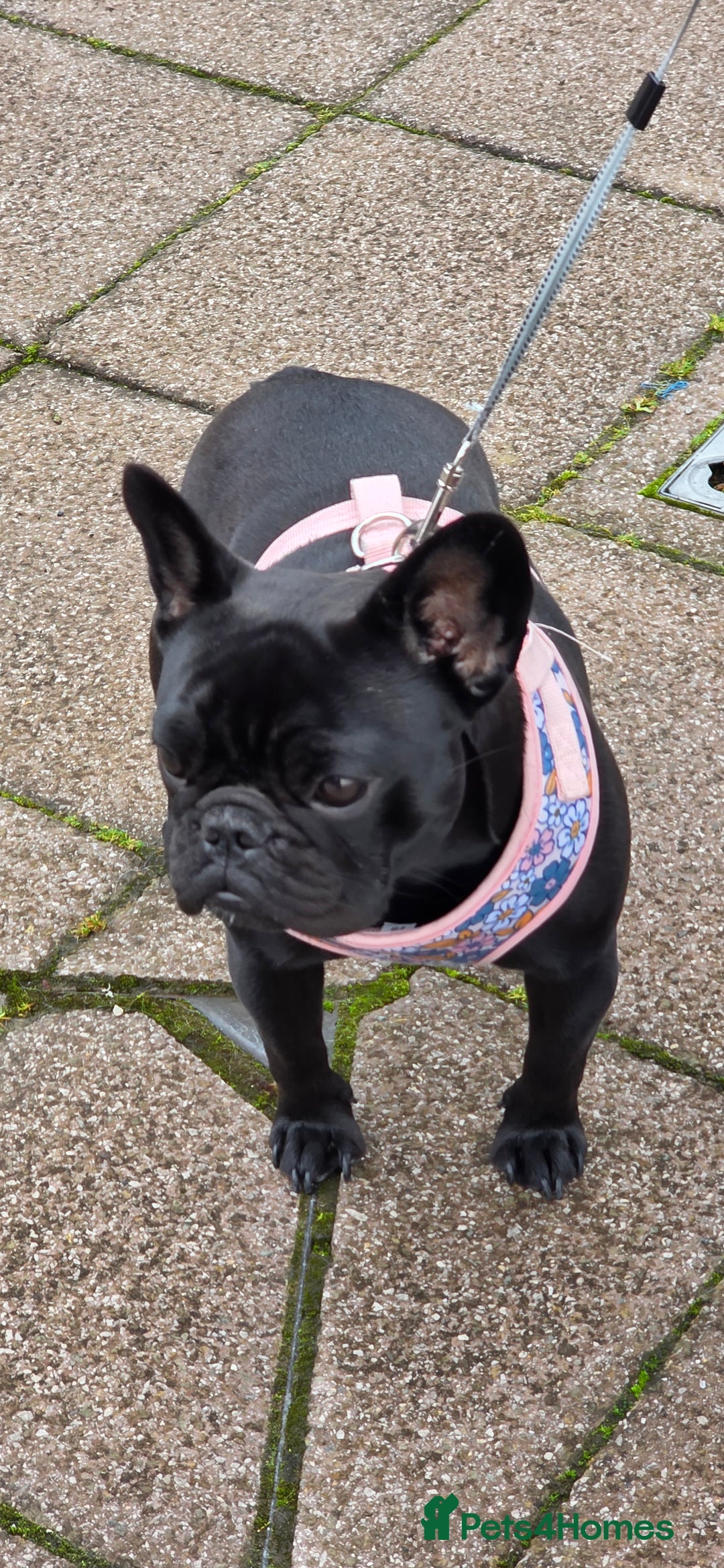 French Bulldog dogs for sale: Female French bulldog  - Advert 2