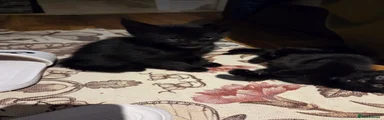 Mixed Breed Kitten 4