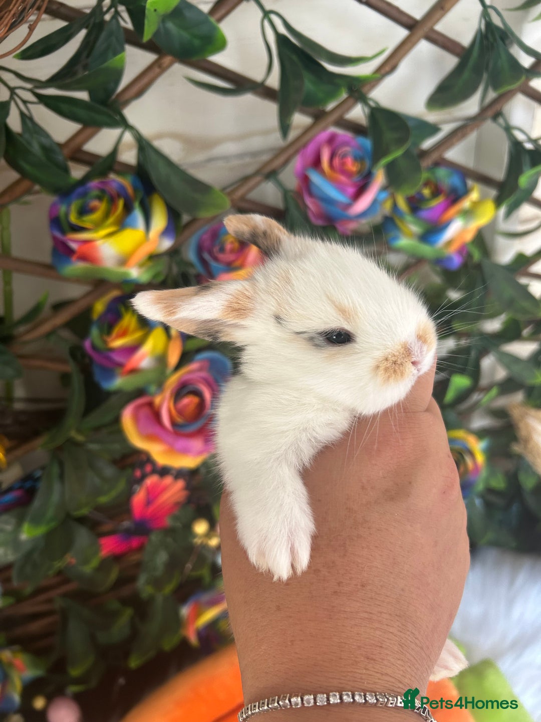 Mini Lop rabbits for sale: Pure Breed Mini lops  - Image 8