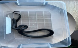 King Snake reptiles for sale: Pair of Mexican black kingsnake - Image 8