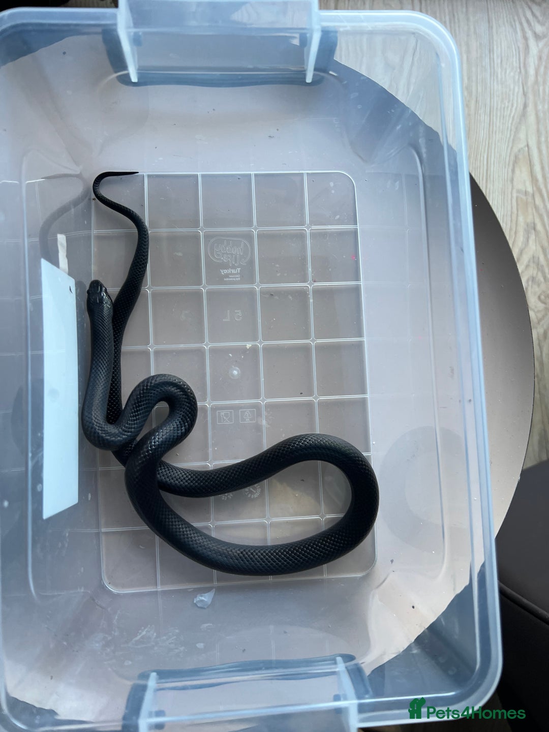 King Snake reptiles for sale: Pair of Mexican black kingsnake - Image 8