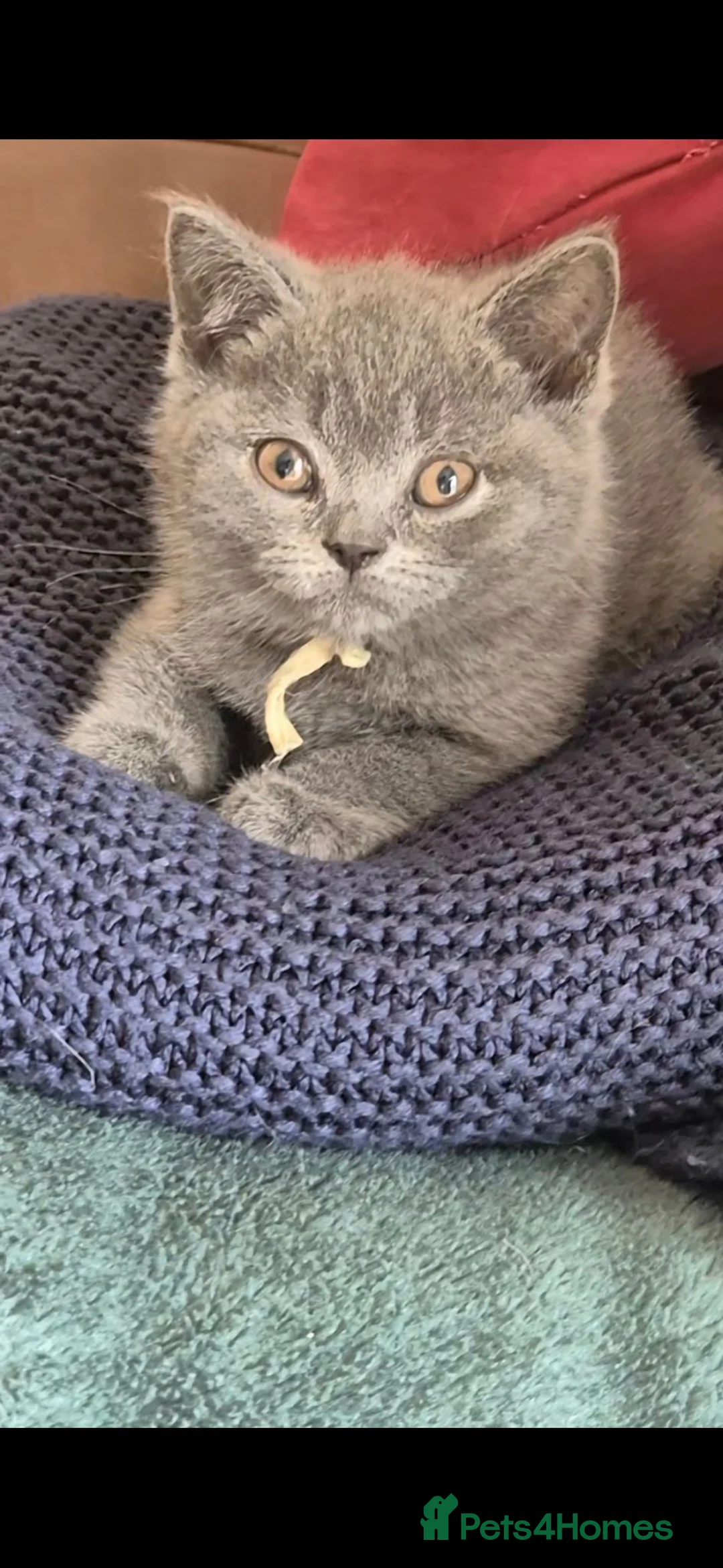 British Shorthair cats for sale: 8 Beautiful British Shorthair Kittens  - Advert 12