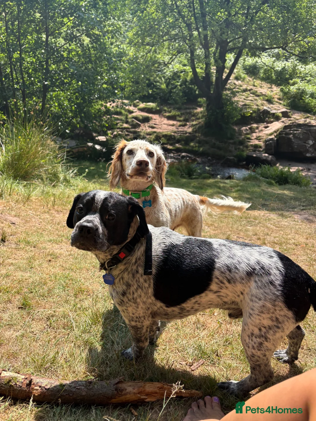 Mixed Breed dogs for sale: Looking for a forever home - Advert 1