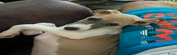 Whippet dogs for sale: 4 beautiful KC whippet puppies! - Advert 2