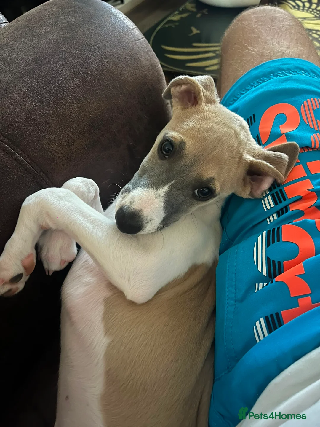Whippet dogs for sale: 4 beautiful KC whippet puppies! - Advert 2