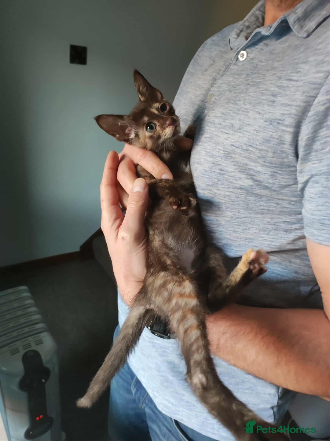 Siamese cats for sale: Siamese x rex cross kittens - Advert 12