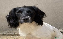 English Springer Spaniel dogs for sale: KC Registered English Springer Spaniels  - Image 16