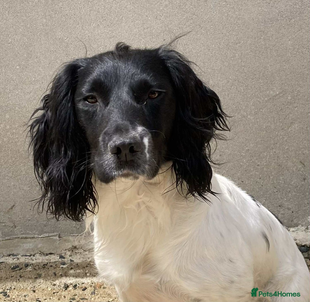 English Springer Spaniel dogs for sale: KC Registered English Springer Spaniels  - Image 16