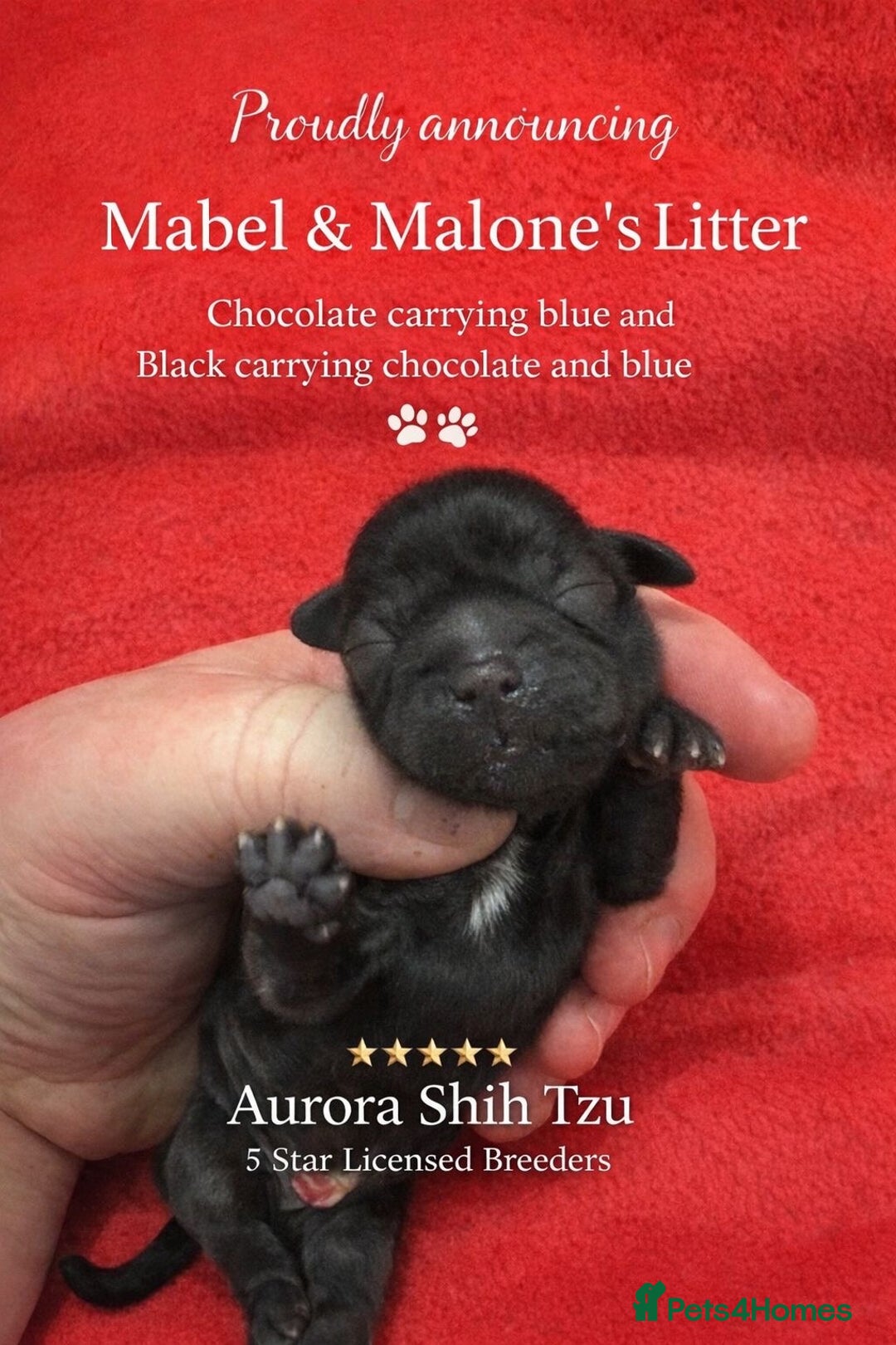 Shih Tzu dogs for sale: KC registered Black 🖤 and Chocolate 🤎 Beauties  - Advert 3