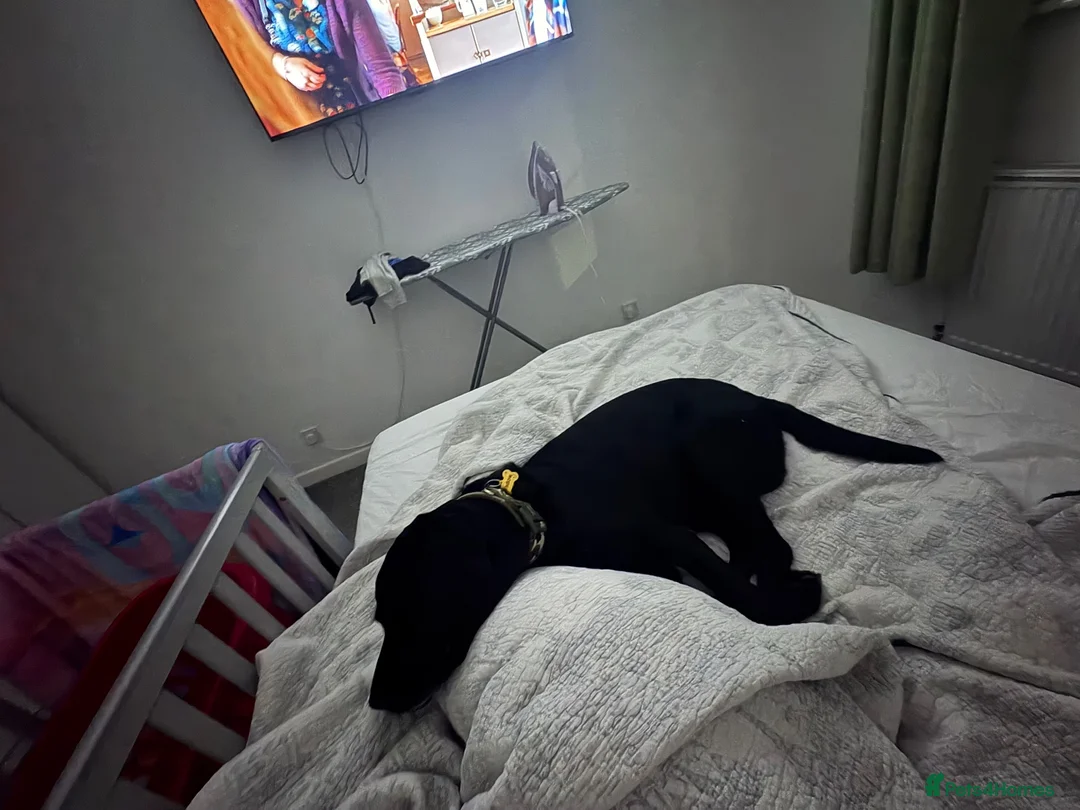 Labrador Retriever dogs for sale: Beautiful 8-Year-Old Labrador  - Advert 2