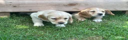 Cocker Spaniel dogs for sale: WC Spaniels  - Advert 9
