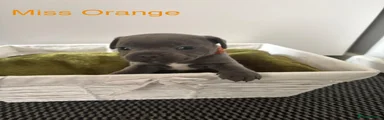 Miss Orange