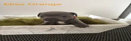 Staffordshire Bull Terrier dogs for sale: Beautiful K.C Staffordshire bull terrier puppies - Advert 17