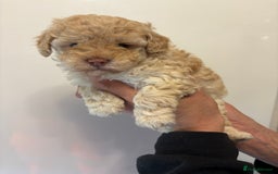 Toy Poodle dogs for sale: 🤩 4 stunning toy poodles 🤩 - Image 11