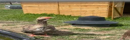 Geese poultry for sale: Toulouse & African Geese - Advert 3