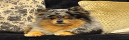 Pomeranian dogs for sale: Toy Pomeranian’s  - Advert 4