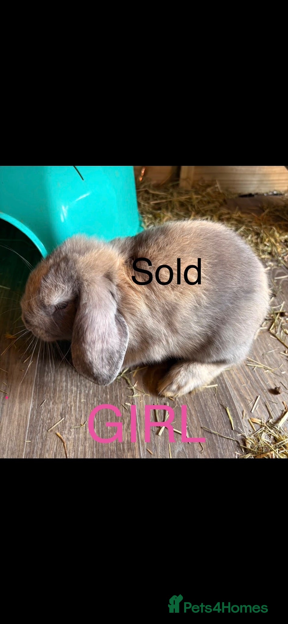 Mini Lop rabbits READY NOW Lop eared Rabbits - Advert 2